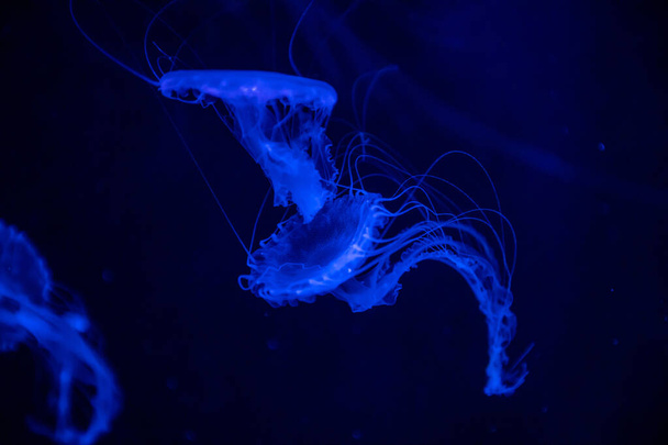 Beautiful jellyfish or medusa in the neon light in aquarium in new opened Prague medusarium, Czech Republic - Photo, Image