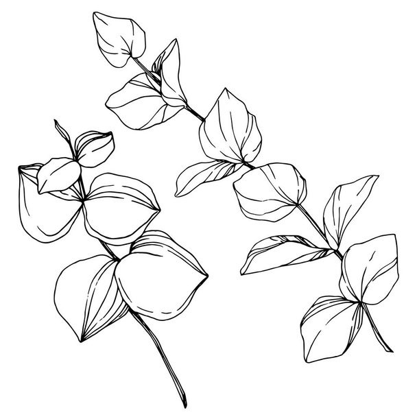 Vector Eucalyptus tree leaves. Black and white engraved ink art. Isolated eucalyptus illustration element. - Vektor, kép