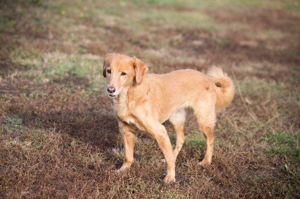 Alter Senior Hund. glücklich adoptierte Mischlingshündin   - Foto, Bild