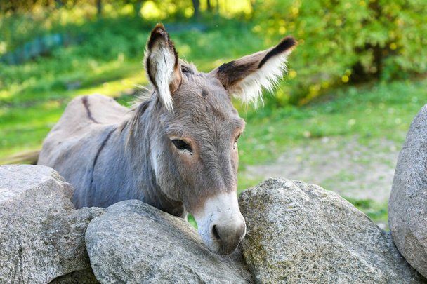 Eselskopf lustiger grauer Esel domestiziertes Mitglied der Pferdefamilie - Foto, Bild