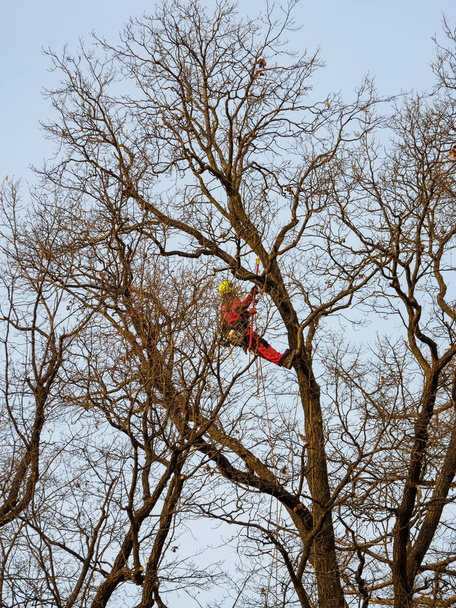 Сезонная обрезка деревьев в городской парковой службе
 - Фото, изображение