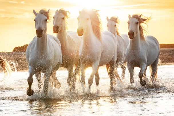 Camargue, Fransa'da beyaz atlar. - Fotoğraf, Görsel