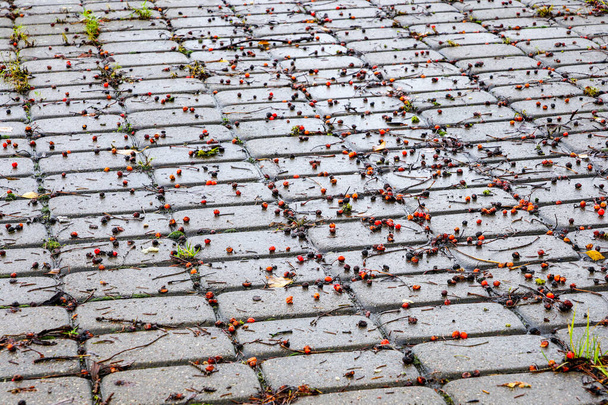 escena de otoño, bayas de rowan han caído en la zona pavimentada
 - Foto, Imagen
