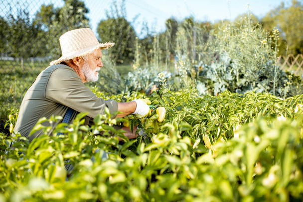 Uomo anziano che lavora su un orto biologico
 - Foto, immagini