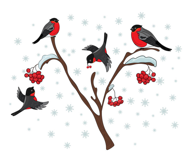 Bullfinches em uma árvore com cinza de montanha. Inverno, queda de neve. Ilustração vetorial
 - Vetor, Imagem
