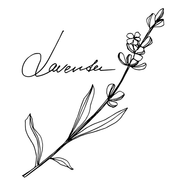 Векторные цветочные ботанические цветы лаванды. Черно-белый рисунок чернил. Изолированный элемент иллюстрации лаванды
. - Вектор,изображение