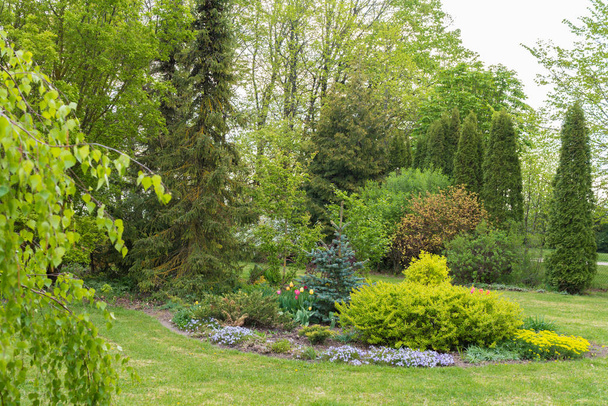 jardín ornamental en primavera, cama intermedia con flores, arbustos y dos abetos, thuja y arbustos ornamentales en el fondo
 - Foto, Imagen