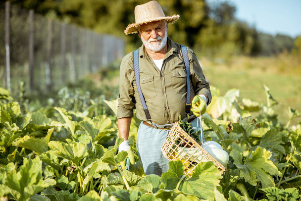 Senior man working on an organic vegetable garden - Фото, изображение