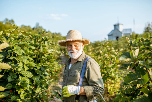 Senior man on a blackberry plantation - Foto, Imagem