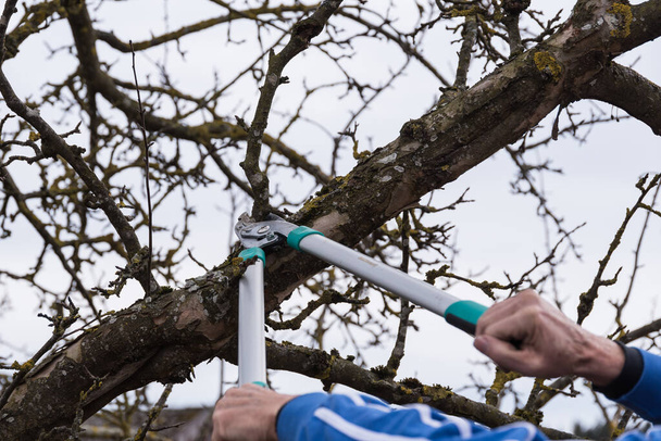Ylläpitää hedelmäpuu - talvi leikata
 - Valokuva, kuva