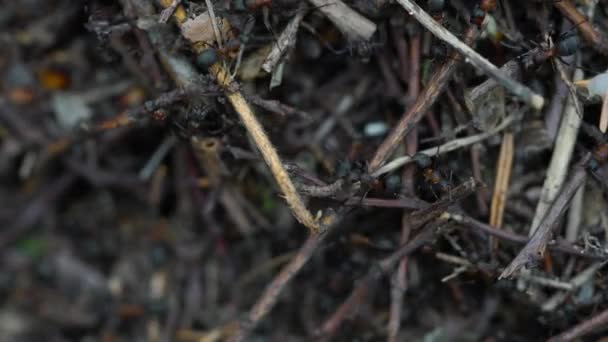 Mravenci kolektivní stavět mraveniště - Záběry, video