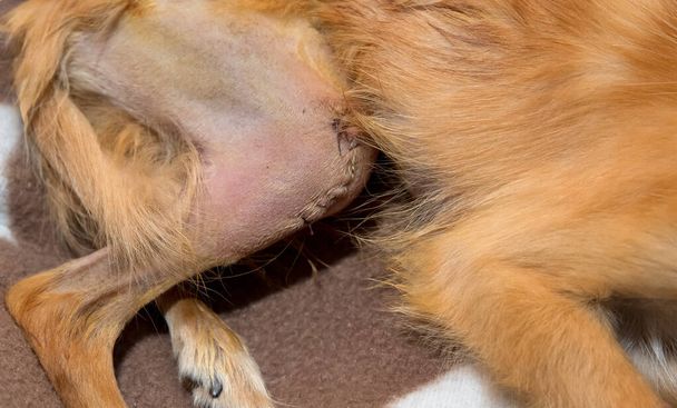 Ανασύσταση των οστών της επιγονατίδας luxation σε σκύλους - Φωτογραφία, εικόνα