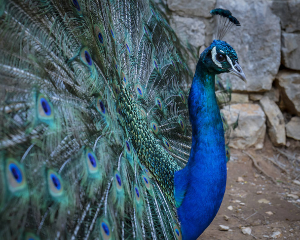 riikinkukko soihdutettu pyrstösulat sininen helmiäistä kaunis lintu luonnon
 - Valokuva, kuva