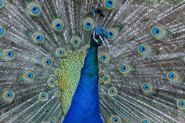 riikinkukko soihdutettu pyrstösulat sininen helmiäistä kaunis lintu luonnon
 - Valokuva, kuva