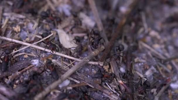 Ants collective build anthill - Video