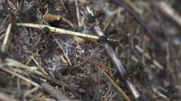 hormigas colectiva construir hormiguero
  - Imágenes, Vídeo
