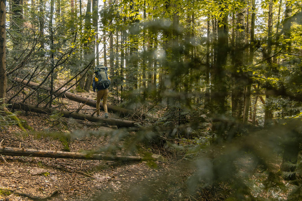 hegyi fenyő erdő kivágása fák természetes hangulatos környezet életmód koncepció fotózás túrázás hátizsákos hobbi a férfi személy vissza a kamerába  - Fotó, kép