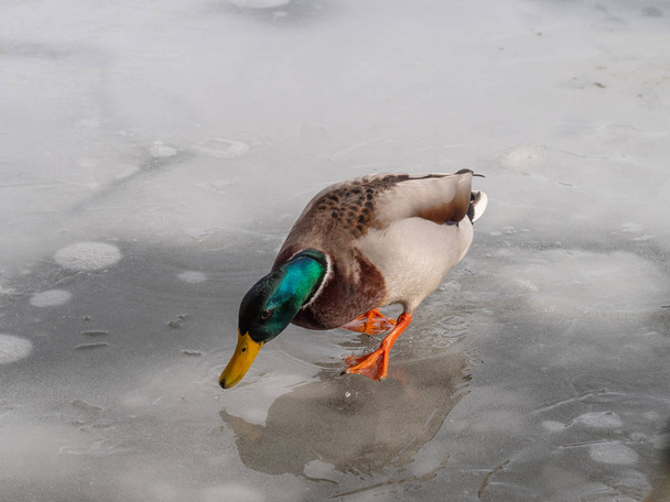 Male mallard duck  on a frozen lak - Photo, Image