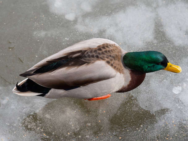 Male mallard duck  on a frozen lak - Photo, Image