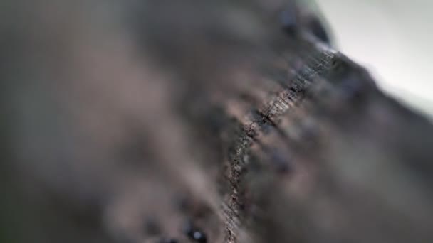 Las hormigas bajan del árbol a través de una profundidad de campo muy poco profunda
 - Imágenes, Vídeo