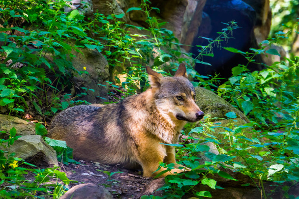 close-up de um lobo cinzento sentado no chão na floresta, cão selvagem da Eurásia
 - Foto, Imagem