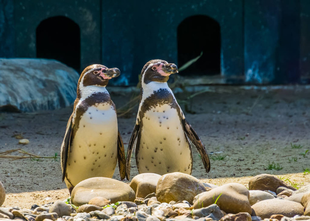 pareja de pingüinos humboldt de pie juntos en la orilla, aves semi acuáticas, especie animal vulnerable de América del Sur
 - Foto, Imagen