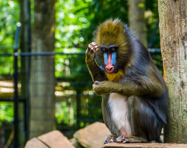 Mandrill kratzt am Kopf, lustiges Paviandenken, tropische Primatenart aus Afrika - Foto, Bild