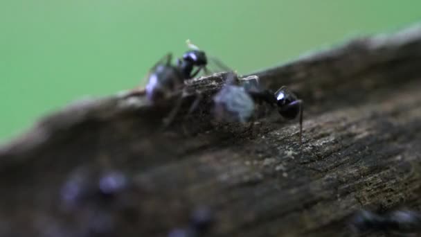 Las hormigas bajan del árbol a través de una profundidad de campo muy poco profunda
 - Imágenes, Vídeo
