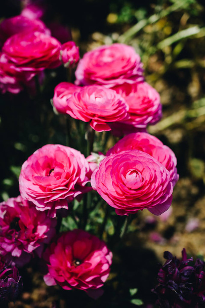 Värikäs tulppaani kukkia kukkivat puutarhassa - Valokuva, kuva