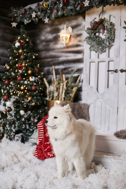 Cute fluffy white Samoyed dog posing in a living room near Christmas tree and decorated for New year interior. Beautiful snow-white Samoyed dog at home in rustic winter interior. Christmas gift. - Фото, изображение