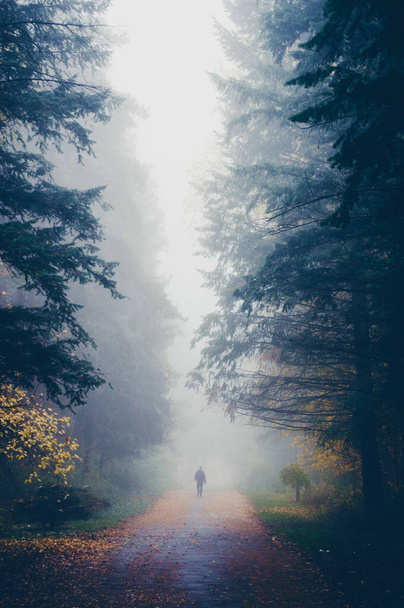 Silhouette d'un homme sur la route dans le brouillard dans la forêt d'automne
 - Photo, image