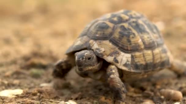 A kis teknős mászik. Vad természet. A teknős lassan mászik. Oldalnézet - Felvétel, videó