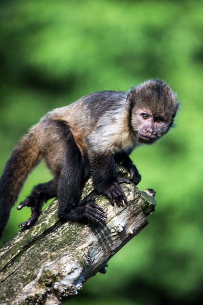 kapucinus majom - Fotó, kép
