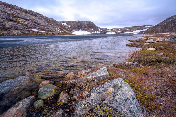 Grandes piedras redondas en la costa del mar de Barents, cubiertas de algas marrones
. - Foto, Imagen