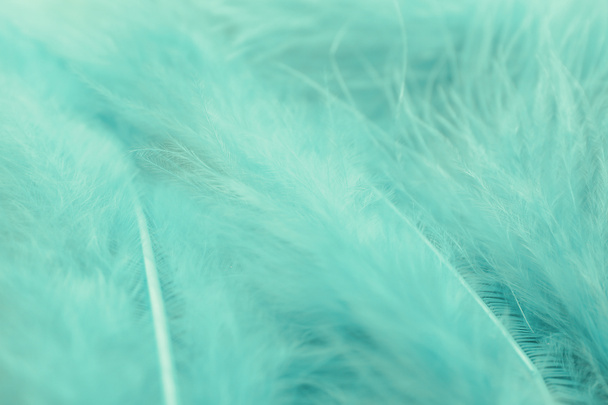 Textura nadýchaného tyrkysového peří, detailní záběr - Fotografie, Obrázek