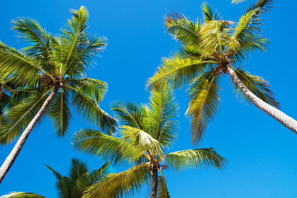 Krásné palmy na pozadí oblohy - Fotografie, Obrázek