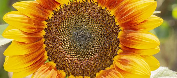 Detailaufnahme einer Sonnenblume. - Foto, Bild