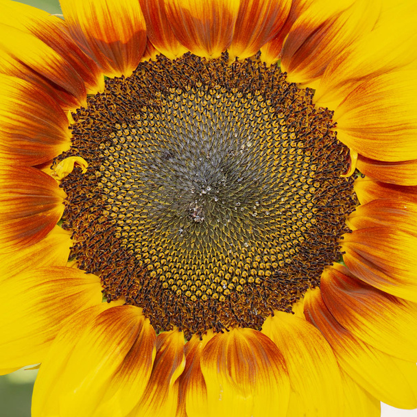 Detailaufnahme einer Sonnenblume. - Foto, Bild