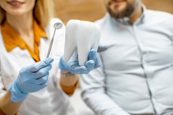 Стоматолог тримає модель зуба та дзеркало для зубів
 - Фото, зображення