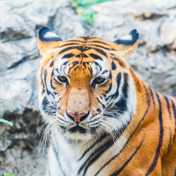 Bengal tiger Free Stock Photos, Images, and Pictures of Bengal tiger
