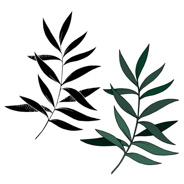 Vector Eucalyptus leaves branch. Black and white engraved ink art. Isolated branches illustration element. - Vetor, Imagem