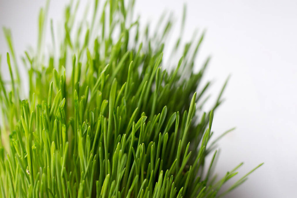 Taze çimlerin yanında mükemmel bir yeşil arka plan. Verimli Topraklı Yeşil Buğday Çimi - Fotoğraf, Görsel