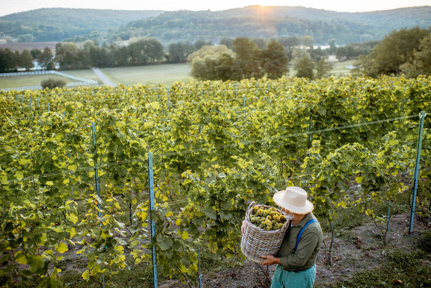 Homem sênior com uvas de vinho na vinha
 - Foto, Imagem