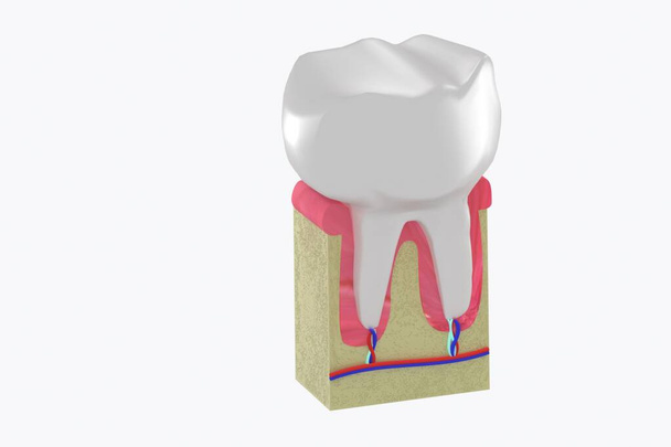 Zahn Modell Aanatomie Zahnpflege Lernen 
