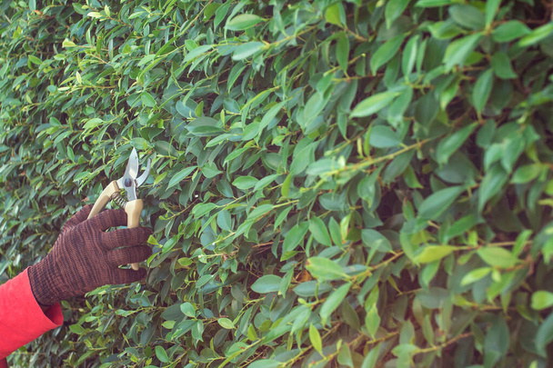 muž prořezávající větve v zahradě domu. - Fotografie, Obrázek