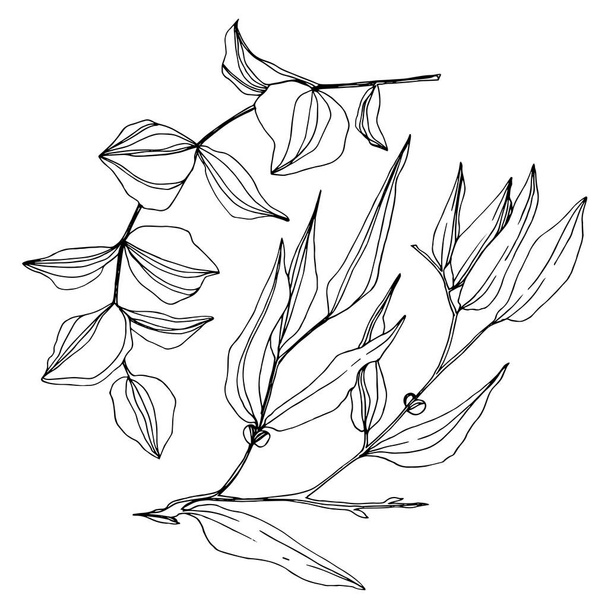 Vector Eucalyptus tree leaves. Black and white engraved ink art. Isolated eucalyptus illustration element. - Vektör, Görsel