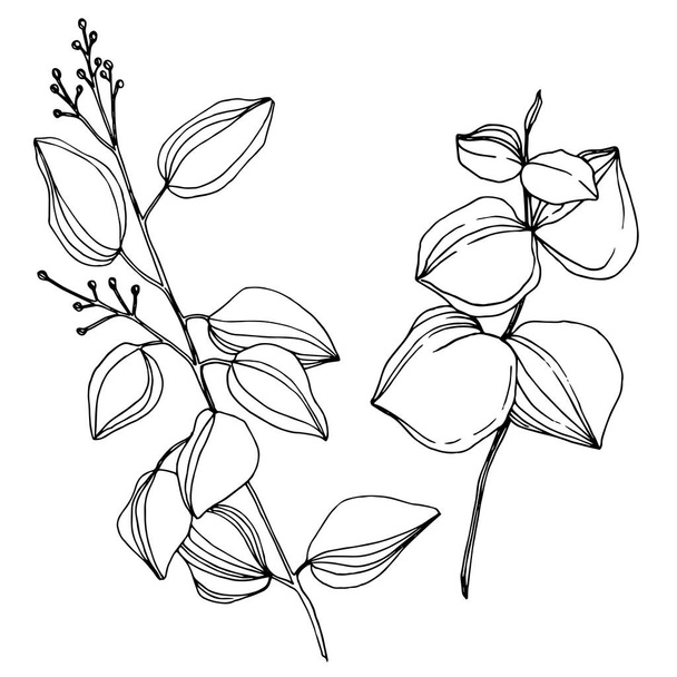 Vector Eucalyptus tree leaves. Black and white engraved ink art. Isolated eucalyptus illustration element. - Vektor, Bild