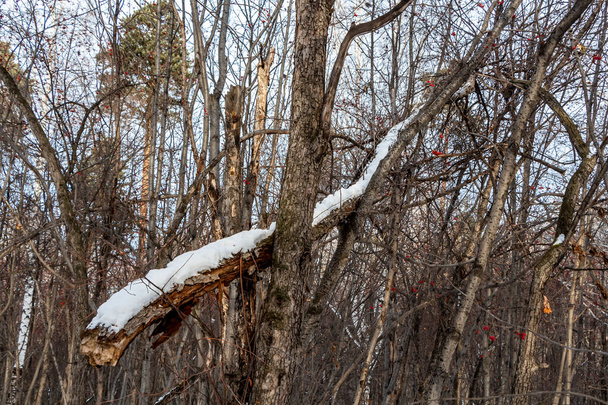 Viejo árbol marrón ramificado roto con nieve blanca y está en un bosque en otoño contra el fondo azul del cielo
 - Foto, Imagen