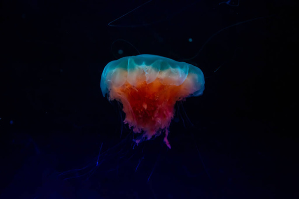 Beautiful jellyfish or medusa in the neon light in aquarium in new opened Prague medusarium, Czech Republic - Photo, image