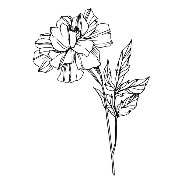 ベクトルマリーゴールド花植物の花。黒と白の刻まインクアート。分離されたタゲットイラスト要素. - ベクター画像